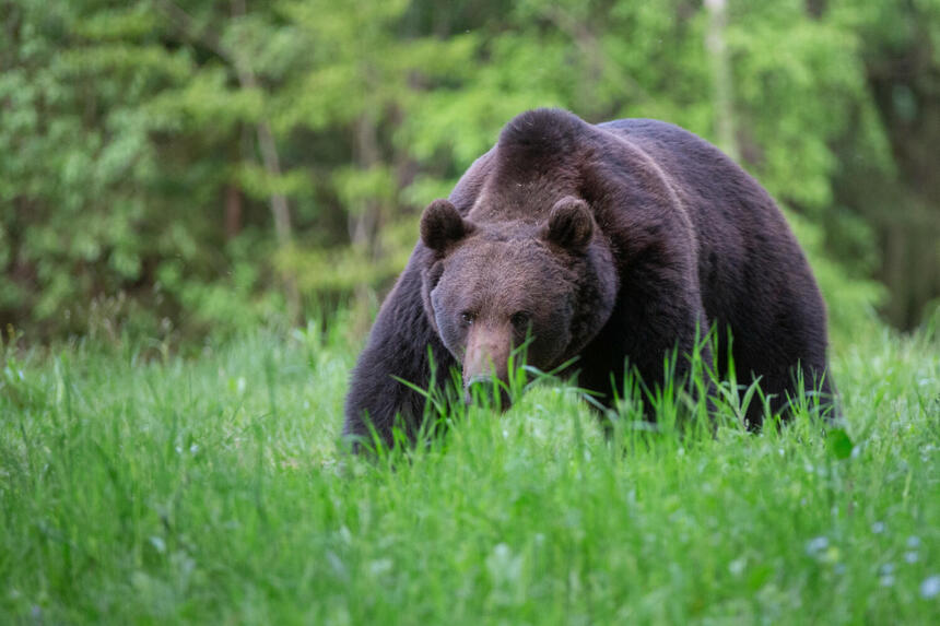 Niedźwiedzie budzą się w Bieszczadach. Samorządy chcą twardszych działań, przyrodnicy mówią: najpierw prewencja 